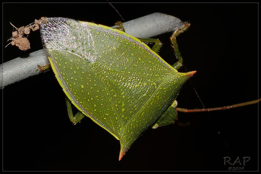 Loxa deducta