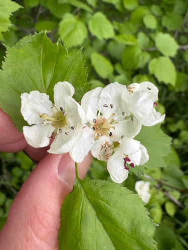 Northern Hawthorn (Crataegus pruinosa)