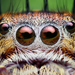 Hyppyhämähäkit - Photo (c) Thomas Shahan, osa oikeuksista pidätetään (CC BY-NC-ND)