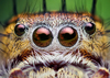 Jumping Spiders - Photo (c) Thomas Shahan, some rights reserved (CC BY-NC-ND)