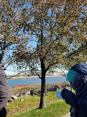 Liquidambar styraciflua