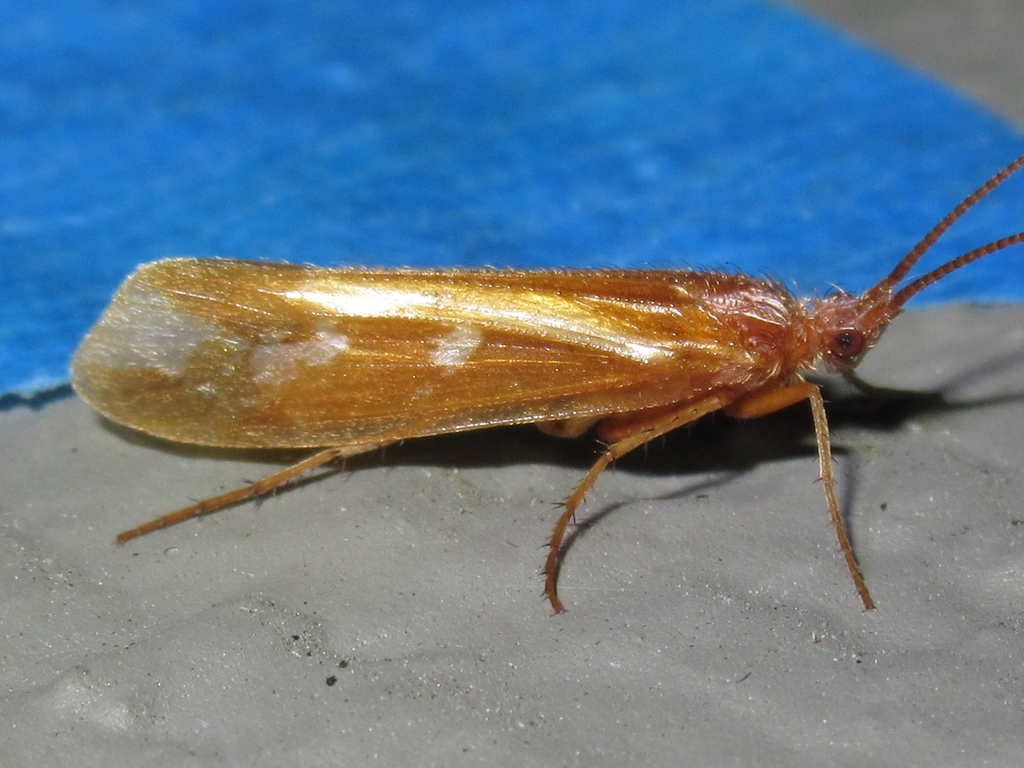 Limnephilus morrisoni