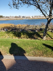 Phragmites australis