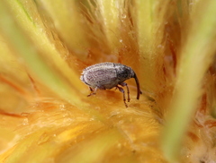 Ceutorhynchini