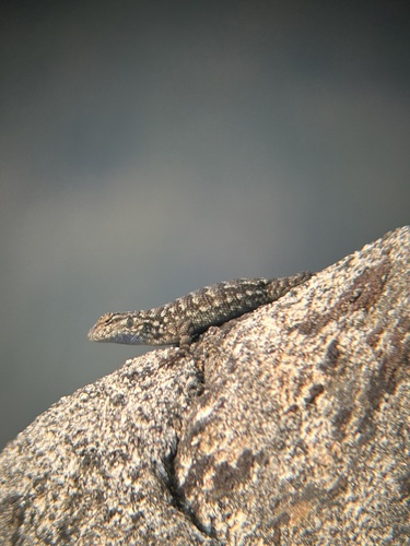 iNaturalist observation photo of Western Fence Lizard