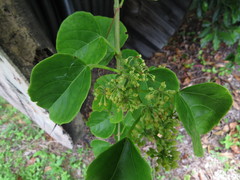 Cissus hastata