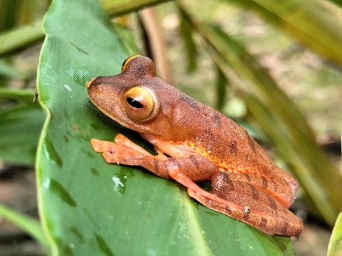 Rhacophorus pardalis
