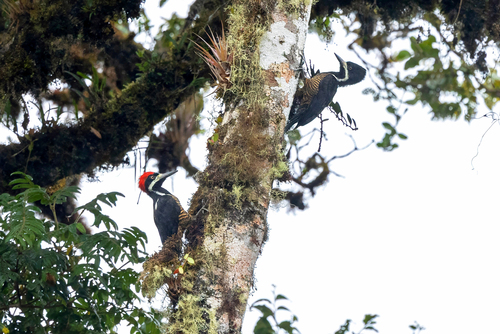 Powerful Woodpecker