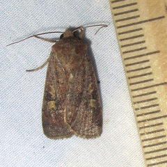 Xestia xanthographa