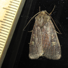 Xestia xanthographa