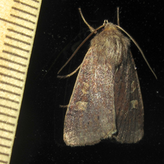 Xestia xanthographa
