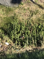 Artemisia vulgaris