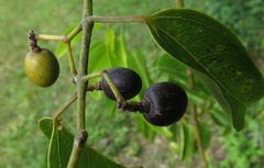 Cissus oblonga