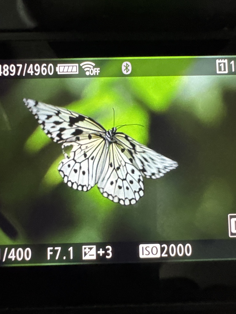 Idea leuconoe (Idea leuconoe)