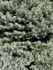 Picea pungens