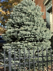 Picea pungens