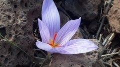 Crocus pallasii