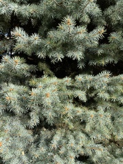 Picea pungens