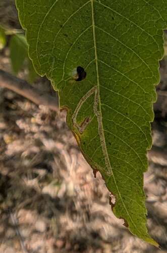 Stigmella longisacca photo 4