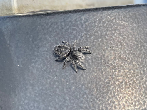 Boreal Tufted Jumping Spider