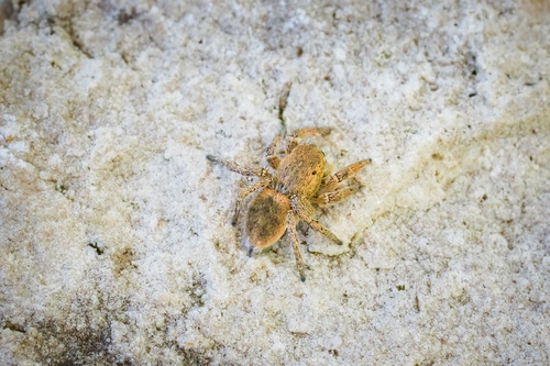 Boreal Paradise Spider photo 5