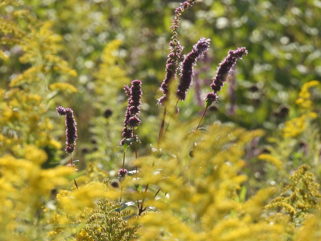 Agastache foeniculum, West St Paul, MN 55118, USA