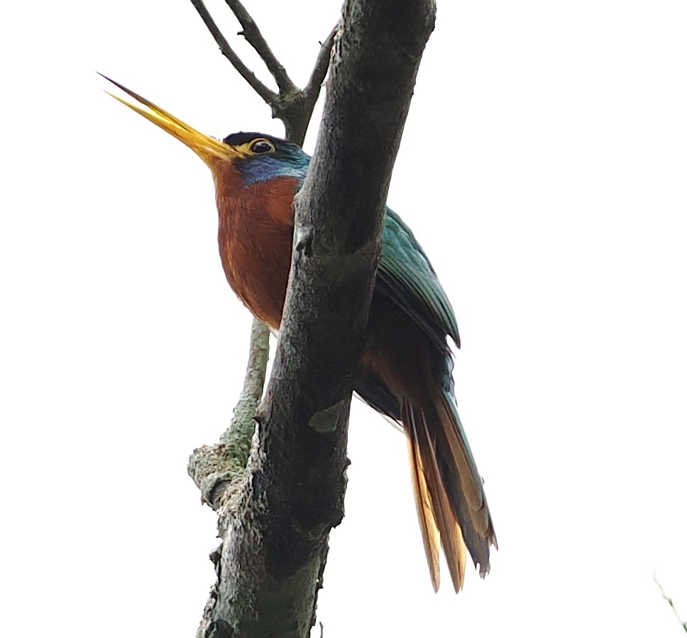 Blue-necked Jacamar (Galbula cyanicollis), photo 1