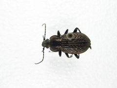 Carabus maeander
