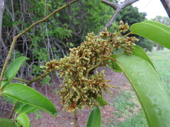 Cissus oblonga