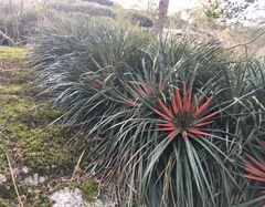 Fascicularia bicolor
