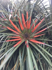 Fascicularia bicolor