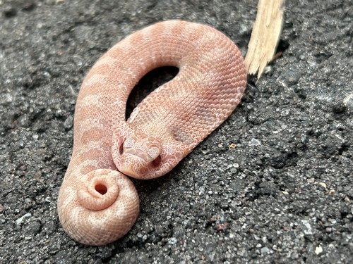 Eastern Hognose Snake photographed in Wisconsin