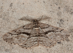 Peribatodes correptaria