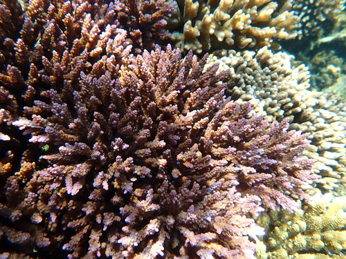 Bushy staghorn coral