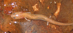 Eurycea troglodytes