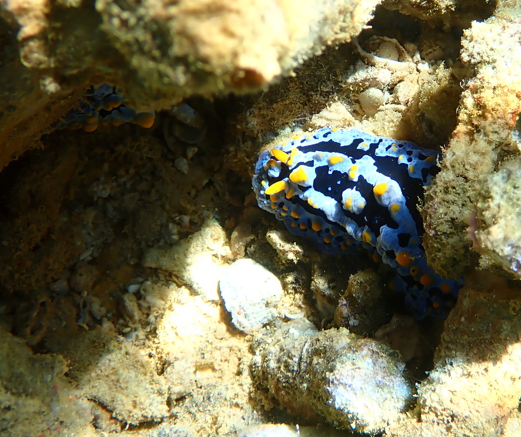 Heavenly Wart Slug