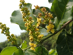 Bunchosia argentea