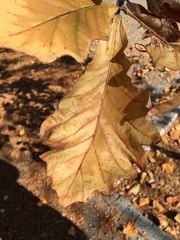 Quercus