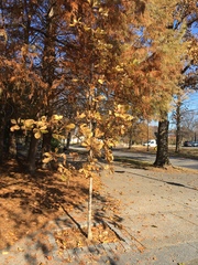 Quercus