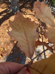 Quercus