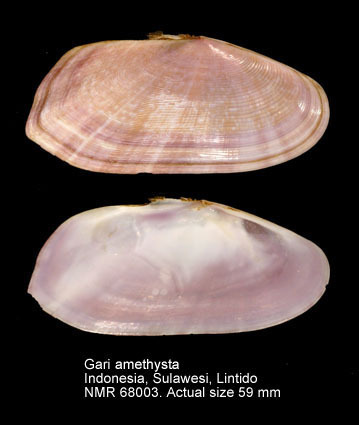 Gari amethystus