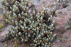 Gnaphaliothamnus lavandulifolius