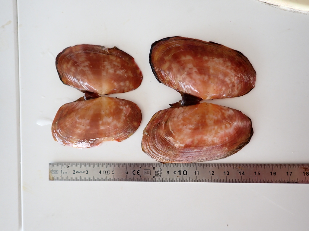 Gari occidens