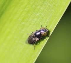 Chrysogaster