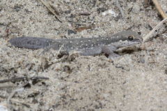 Pachydactylus geitje