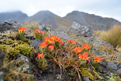 Castilleja tolucensis