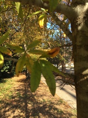 Quercus phellos