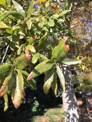 Quercus phellos