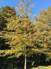 Quercus phellos