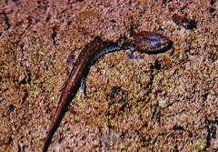 Eurycea troglodytes